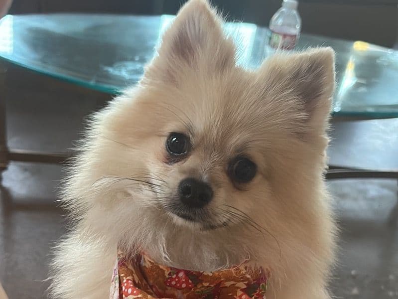 Kodak - Pomeranian | Petmeetly