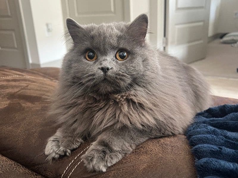 British Longhair 1 year old female named Sonya for breeding in Denver, Colorado | Petmeetly