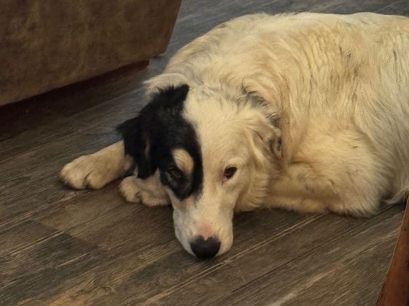 Great Pyrenees 2 years old female large named Kuluha for breeding in Cleveland County, Oklahoma | Petmeetly