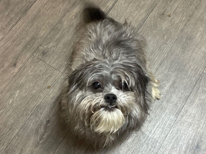 Chi-shi 3 years 10 months old female medium named Bella for breeding in Jefferson County, Kentucky | Petmeetly