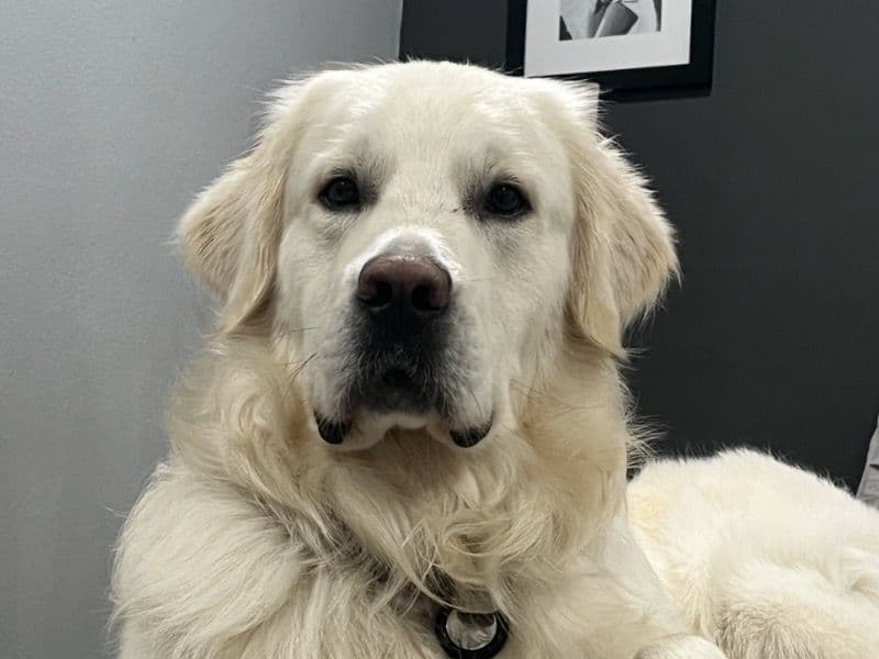 English Golden Retriever 4 years 10 months old male large named Archie for breeding in Los Angeles County, California | Petmeetly