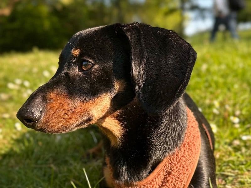 Miniature Dachshund 1 year 1 month old male medium named Rocky for breeding in West Yorkshire, England | Petmeetly