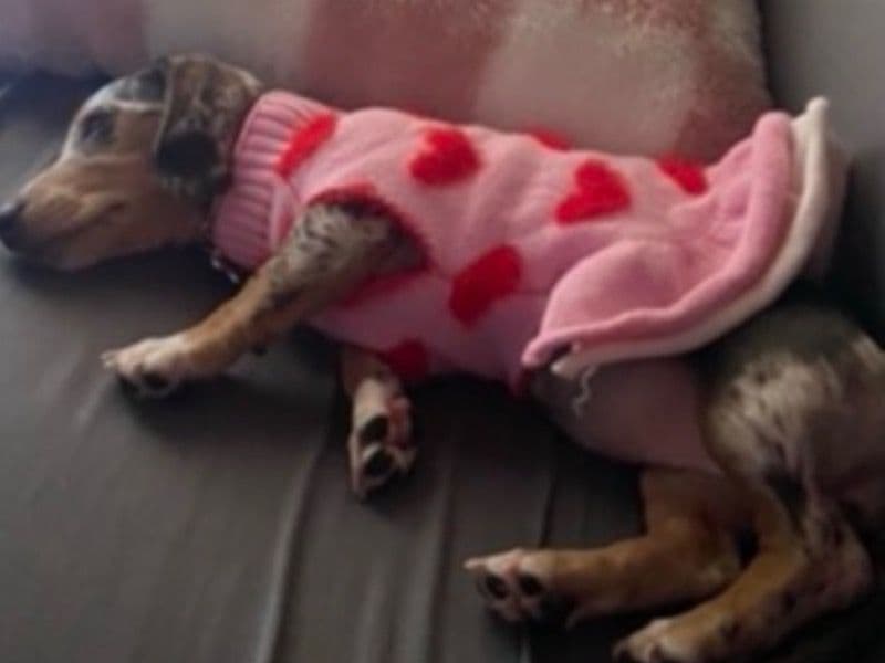 Miniature Dachshund 5 months old female small named Bella for sale in Lake County, Florida | Petmeetly