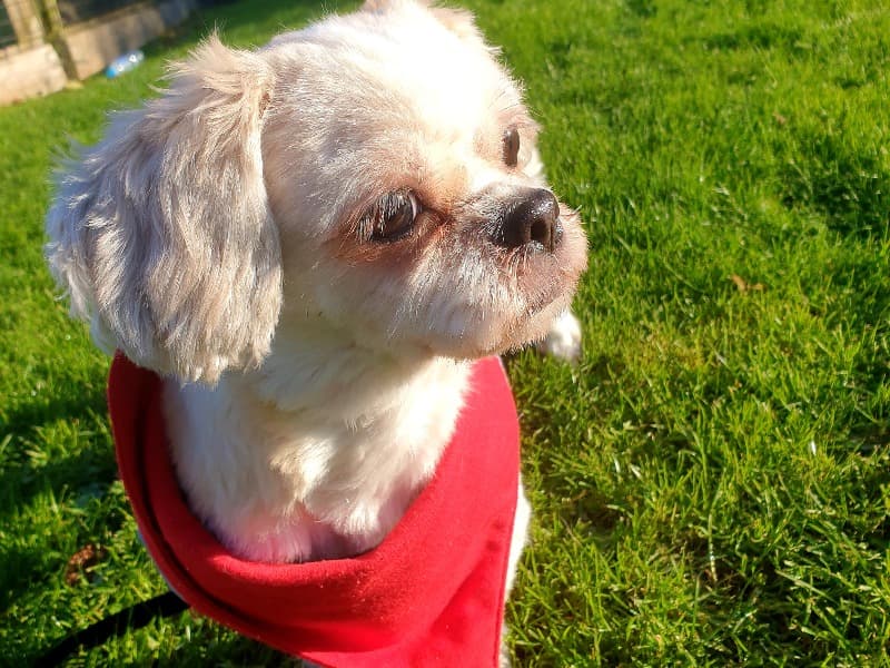 Shih Tzu 10 years 11 months old female medium named Puffy for breeding in Berkshire, England | Petmeetly