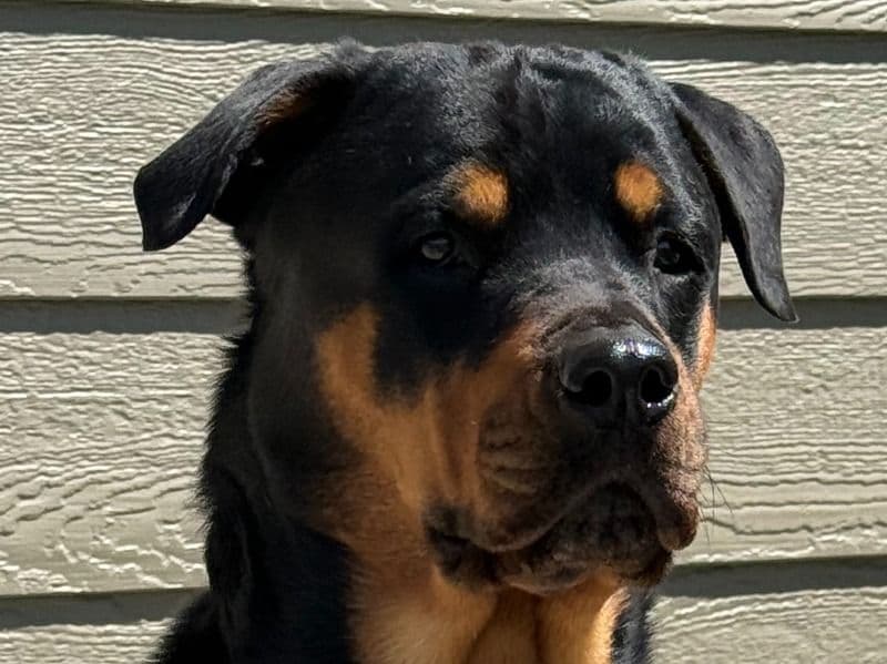Rottweiler 5 years 3 months old female large named Dazy for breeding in Yellowstone County, Montana | Petmeetly