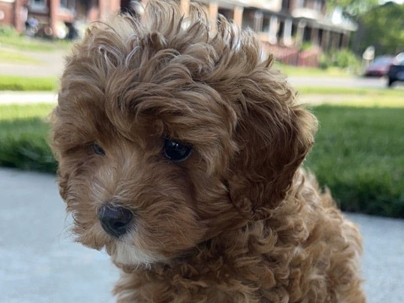 Cavapoo (Cavadoodle) 7 months old female small named Blaze for breeding in Wayne County, Michigan | Petmeetly