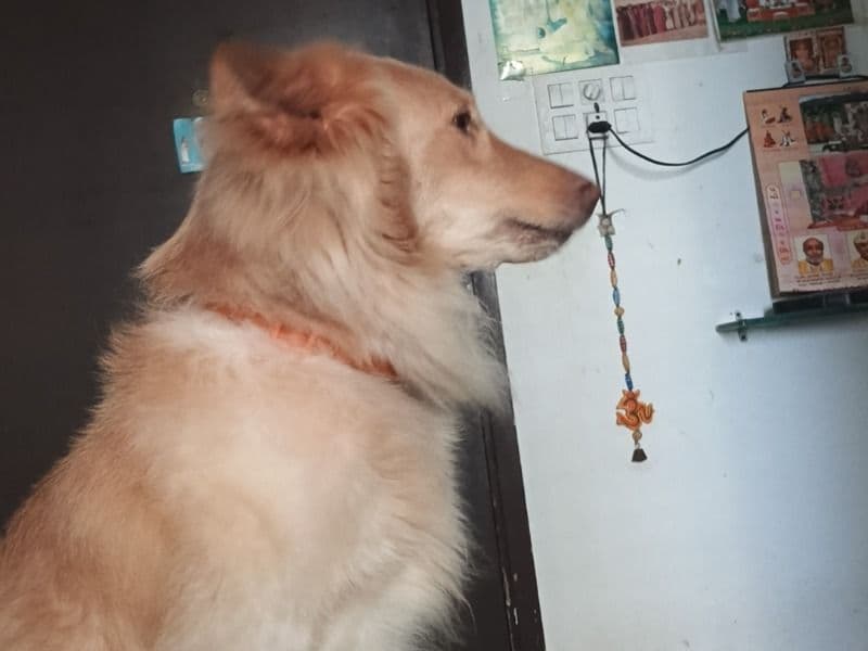 Indian Pariah Dog 4 years 7 months old male medium named Zorawar for breeding in Pune Division, Maharashtra | Petmeetly