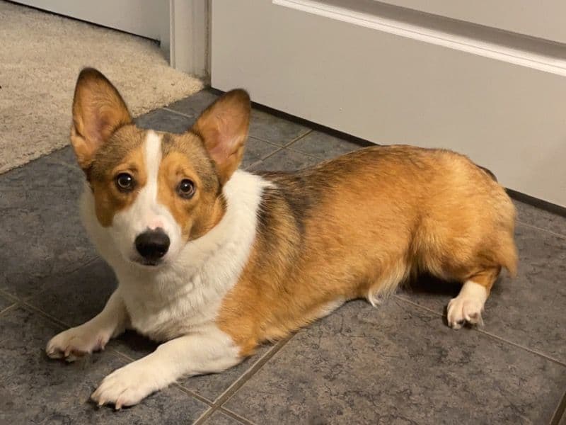 Corgi 2 years 5 months old female medium named Coco for breeding in Dallas County, Texas | Petmeetly