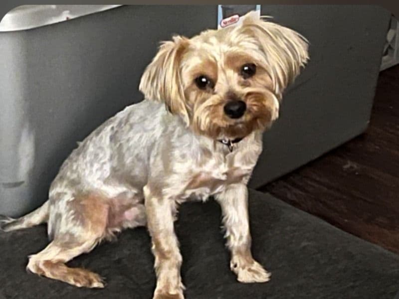 Yorkshire Terrier 1 year 1 month old male small named Kobe for sale in Maricopa County, Arizona | Petmeetly