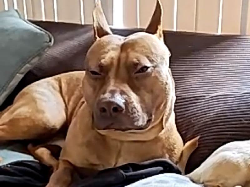 American PitBull Terrier 1 year 5 months old male large named Jancky for breeding in Condado de Broward, Florida | Petmeetly