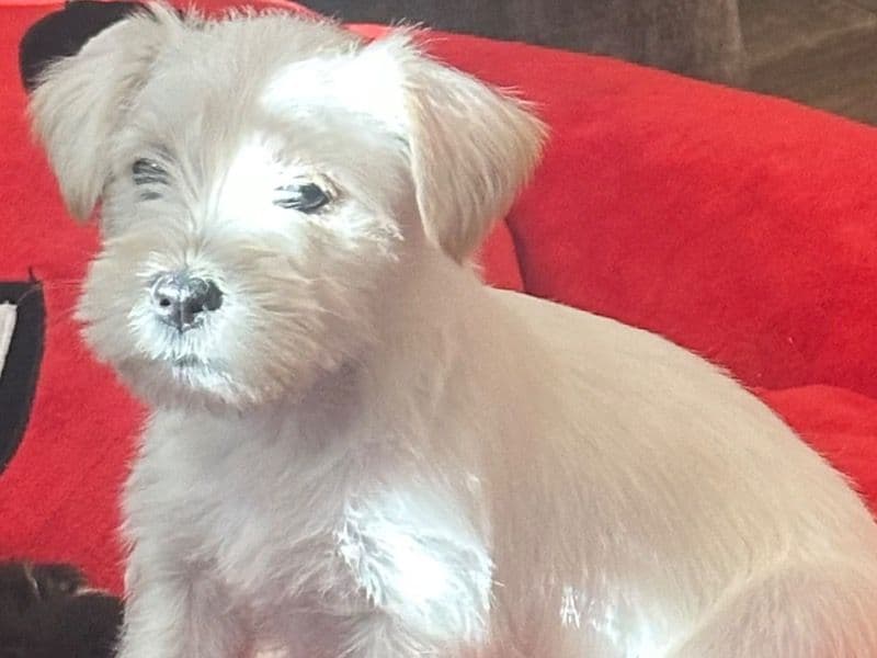 Schnoodle 1 month old male small named Schnoodle for sale in Tarrant County, Texas | Petmeetly
