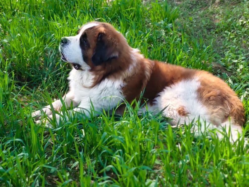 Saint Bernard 3 years 4 months old male extra large named Laddo for breeding in Agra Division, Uttar Pradesh | Petmeetly