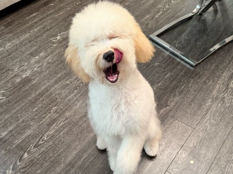 Goldendoodle 1 year 6 months old male medium named Chase for breeding in Calgary, Alberta | Petmeetly