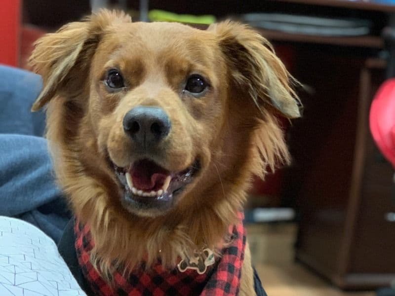 Shadow primary photo