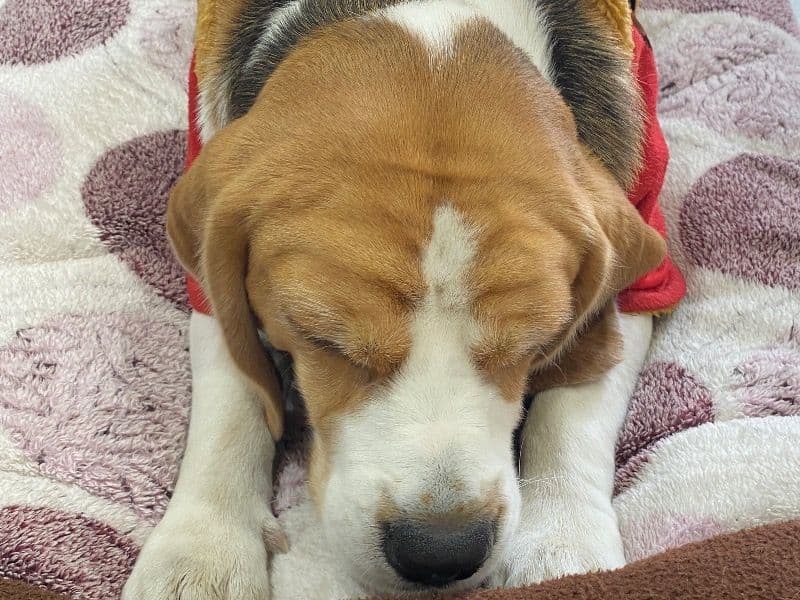 Beagle 4 years 7 months old male medium named Joey for breeding in Karnal Division, Haryana | Petmeetly