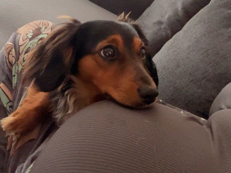 Miniature Dachshund 1 year 6 months old male small named Rolo for breeding in Plymouth, England | Petmeetly