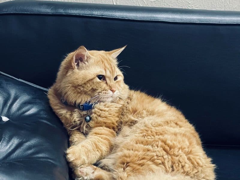 Domestic Longhair 5 years old male named Sheru for breeding in DuPage County, Illinois | Petmeetly