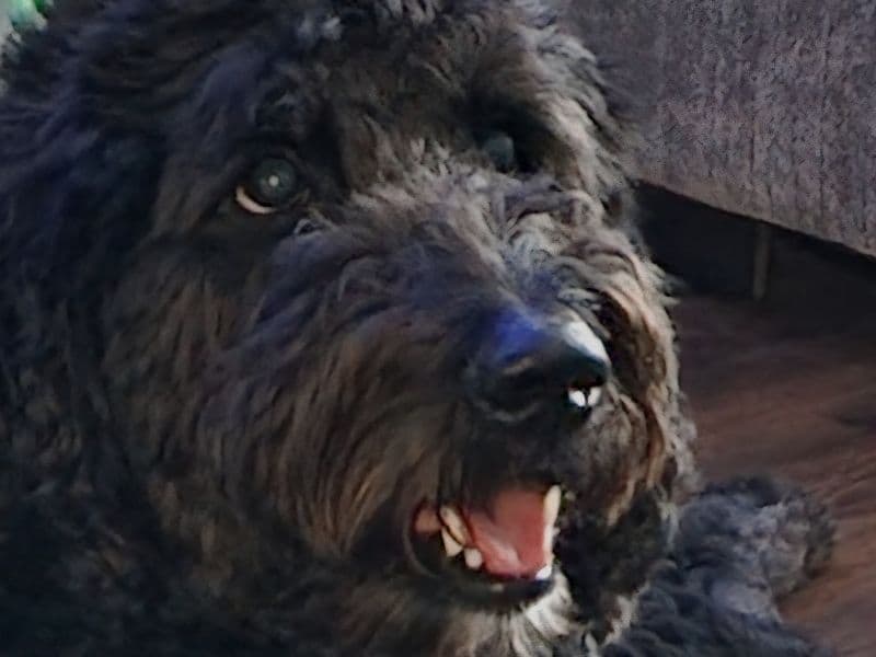 Bernedoodle 5 years 1 month old male large named Monty for breeding in Fulton County, Georgia | Petmeetly