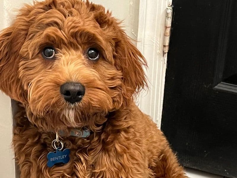 Cavapoo (Cavadoodle) 1 year 3 months old male medium named Bentley for breeding in Atlantic County, New Jersey | Petmeetly