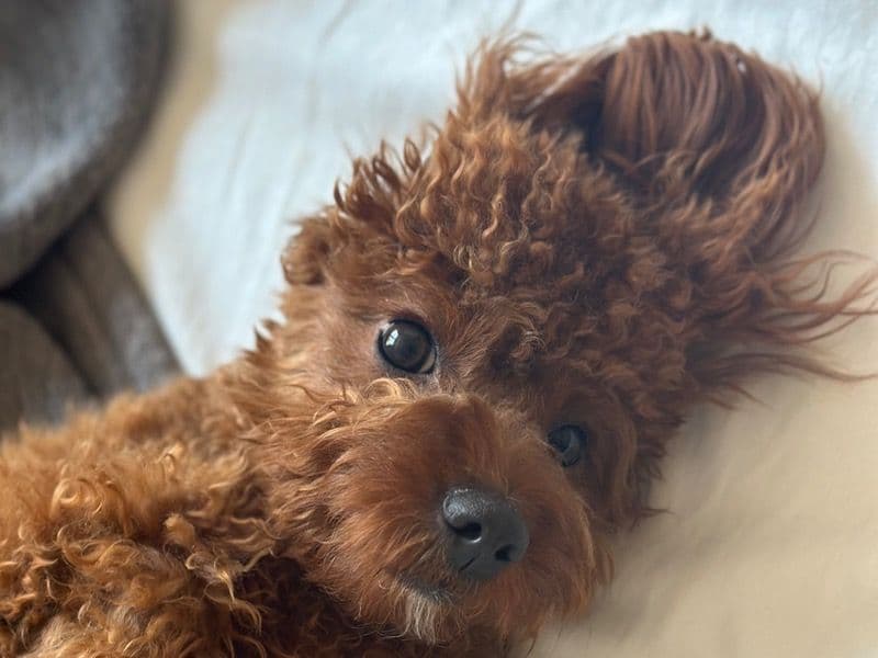 Cavapoo (Cavadoodle) 2 years 8 months old female medium named Kaya for breeding in New York, New York | Petmeetly