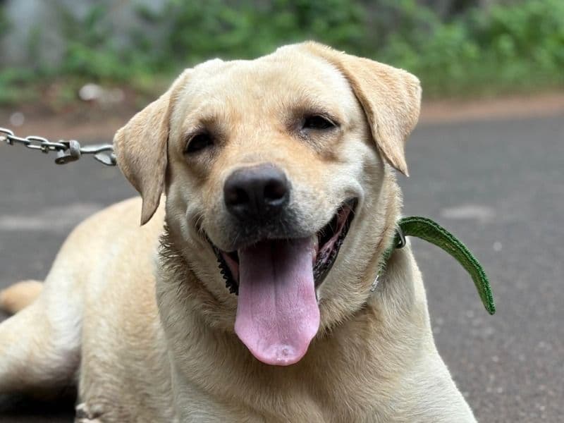 Labernese 2 years old female extra large named Luna for breeding in Karunagappalli, Kerala | Petmeetly