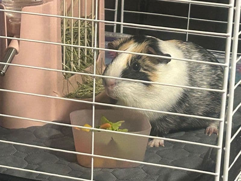 Nova - Guinea Pig | Petmeetly