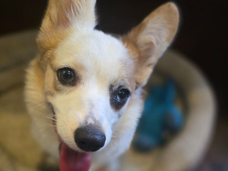 Corgi 1 year 5 months old female small named Dahlia for breeding in Maricopa County, Arizona | Petmeetly