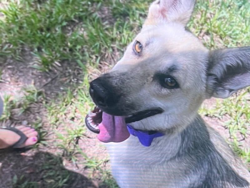 Husky 1 year old female large named Nova for breeding in Harris County, Texas | Petmeetly
