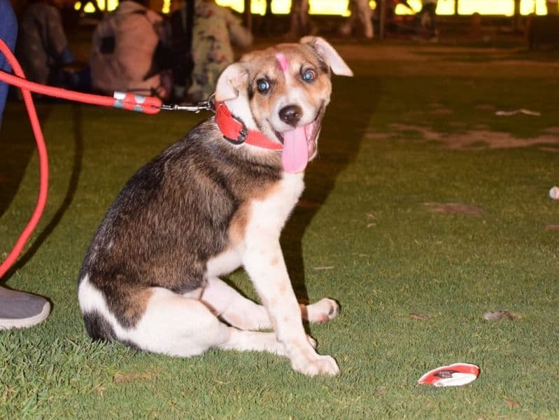 Jack Russell Terrier 10 months old male medium named Leo for breeding in Delhi Division, Delhi | Petmeetly