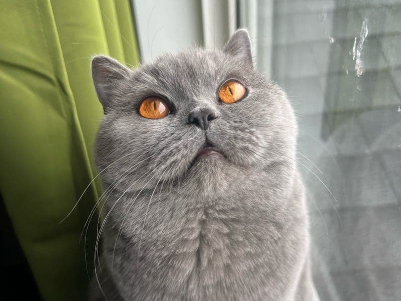 British Shorthair 4 years old female named Bella for breeding in Regional Municipality of Peel, Ontario | Petmeetly