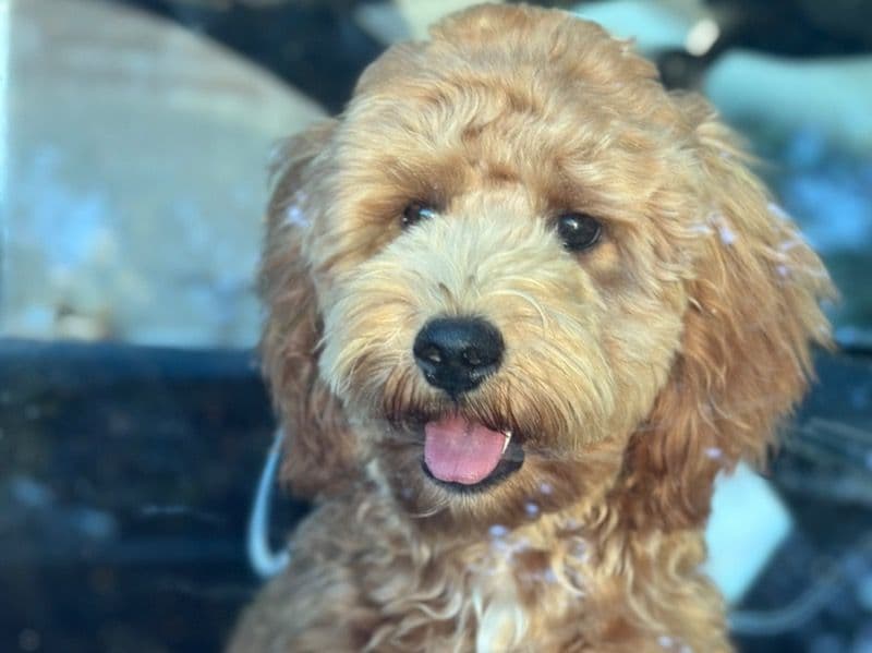 Copper primary photo