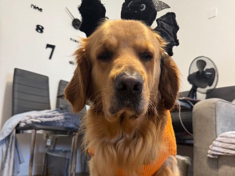 Golden Retriever 4 years 9 months old male extra large named Spark for breeding in Greater London, England | Petmeetly