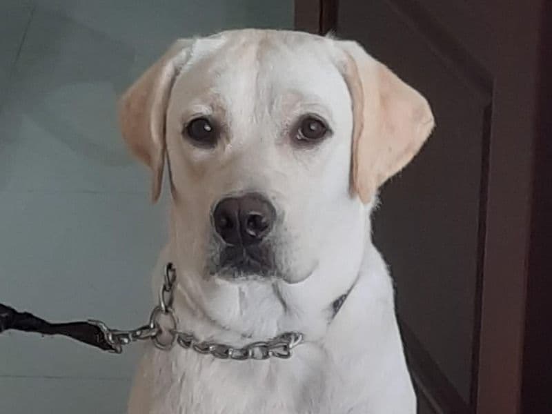 Labrador Retriever 3 years old female large named Khushi for breeding in Bangalore Division, Karnataka | Petmeetly