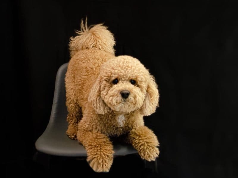 Mini Labradoodle 5 years 4 months old male medium named Toby for breeding in Suffolk County, Massachusetts | Petmeetly