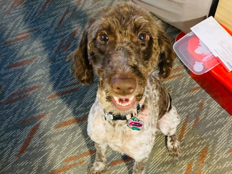 Standard Poodle 3 years 1 month old female medium named Ariel for breeding in Essex County, Massachusetts | Petmeetly