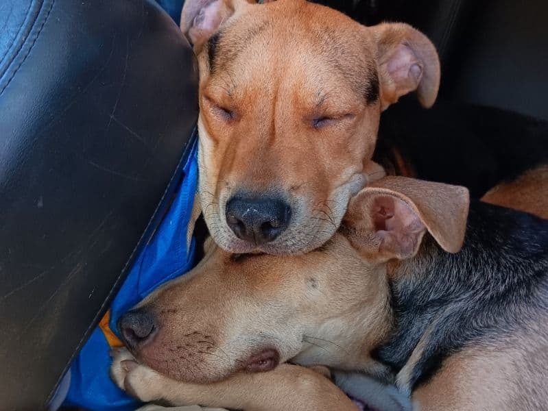 Princess And Fat Girl - German Shepherd | Petmeetly