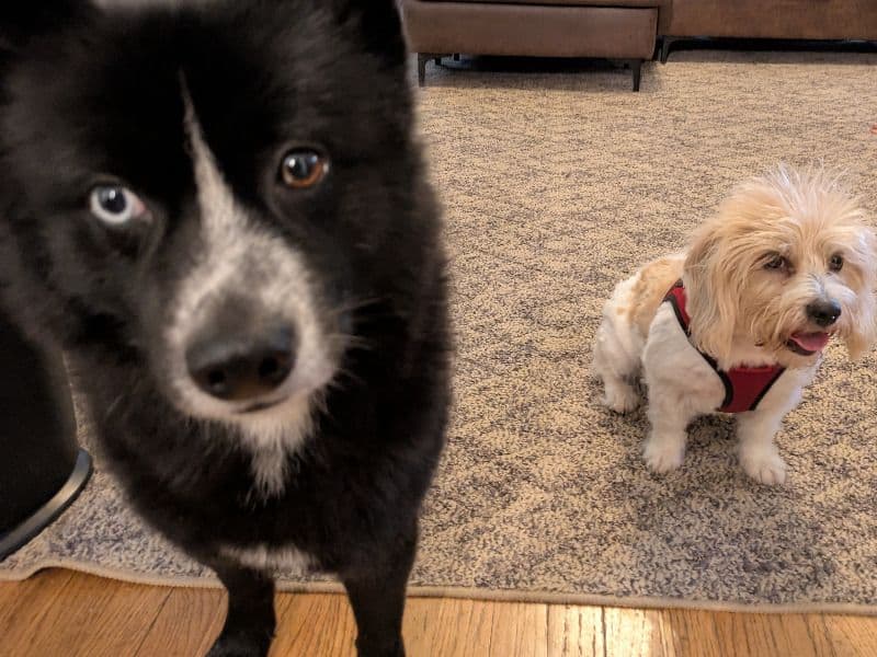 Pomsky 5 years 2 months old male medium named Mochi for breeding in Cook County, Illinois | Petmeetly