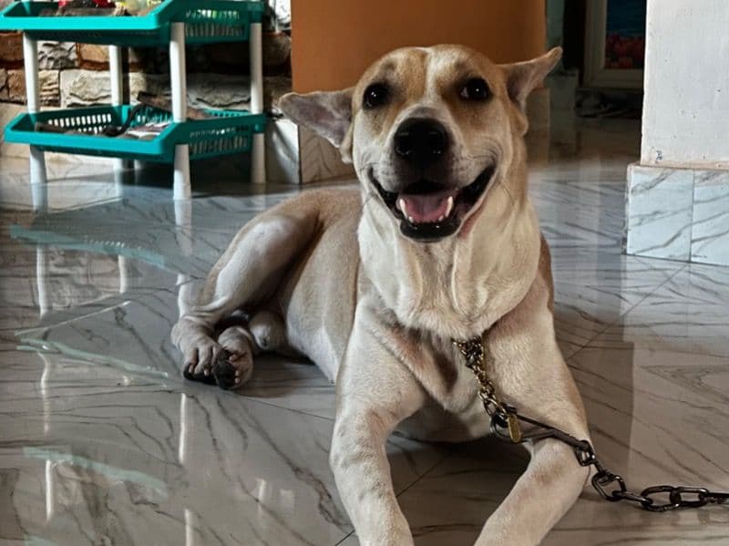 Indian Pariah Dog 2 years 11 months old male small named Tyson for breeding in Presidency Division, West Bengal | Petmeetly