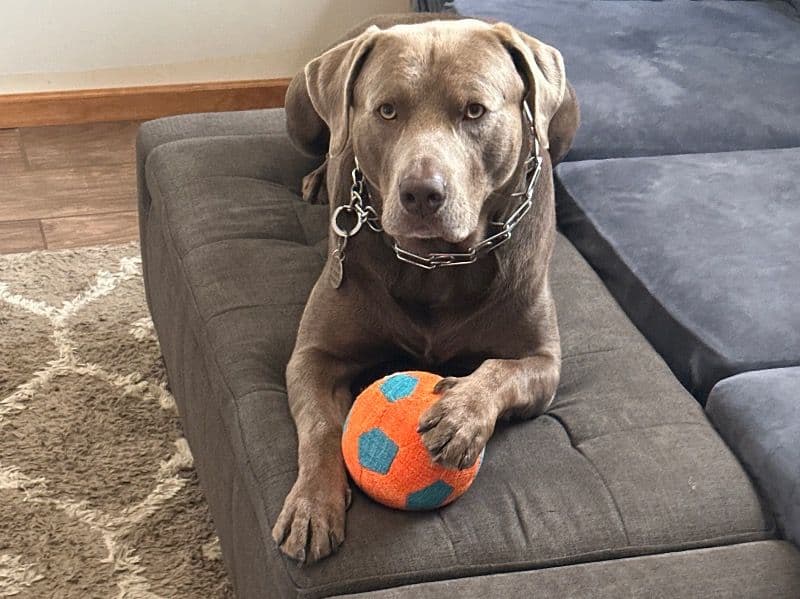 Silver Labrador 5 years 8 months old male large named Scout for breeding in Salem County, New Jersey | Petmeetly