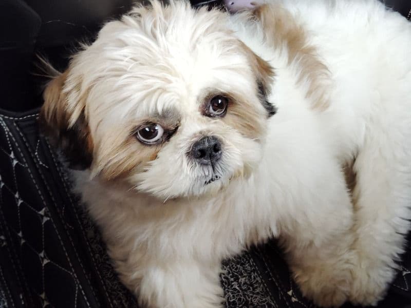 Maltese Shih Tzu 3 years 6 months old male medium named Lee for breeding in Salem, Tamil Nadu | Petmeetly
