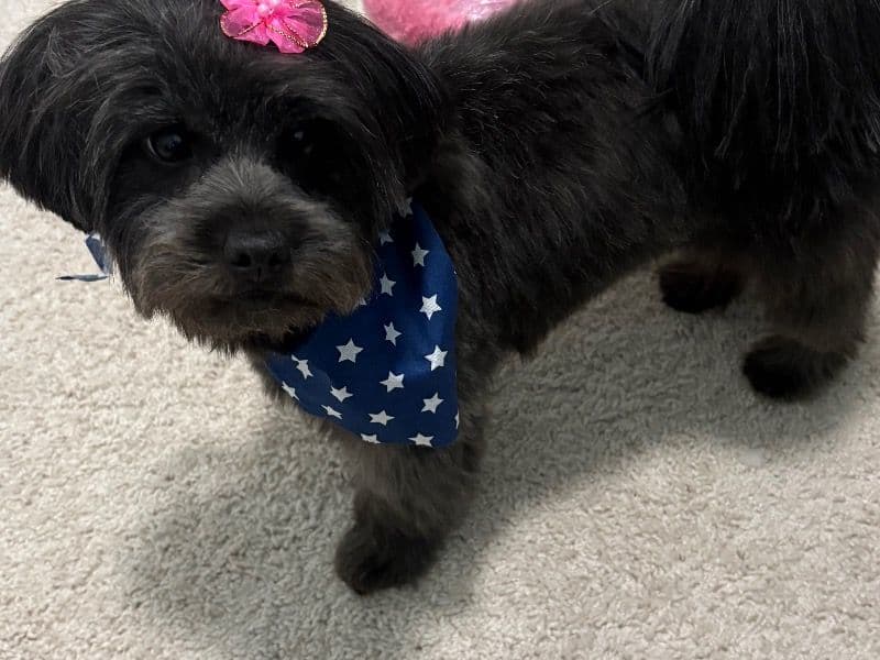 Shorkie 2 years 1 month old female small named Wiggles for breeding in Mooresville, North Carolina | Petmeetly