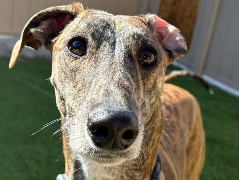 Greyhound 1 year 9 months old female large named Mathilda for breeding in Ottawa, Ontario | Petmeetly