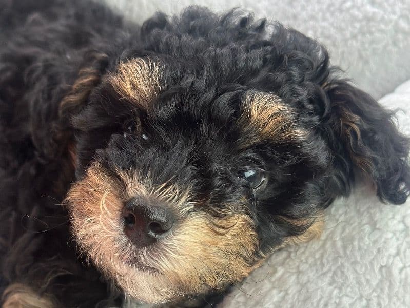 ShihPoo 1 year 7 months old female small named Missy Lou for breeding in Virginia Beach, Virginia | Petmeetly