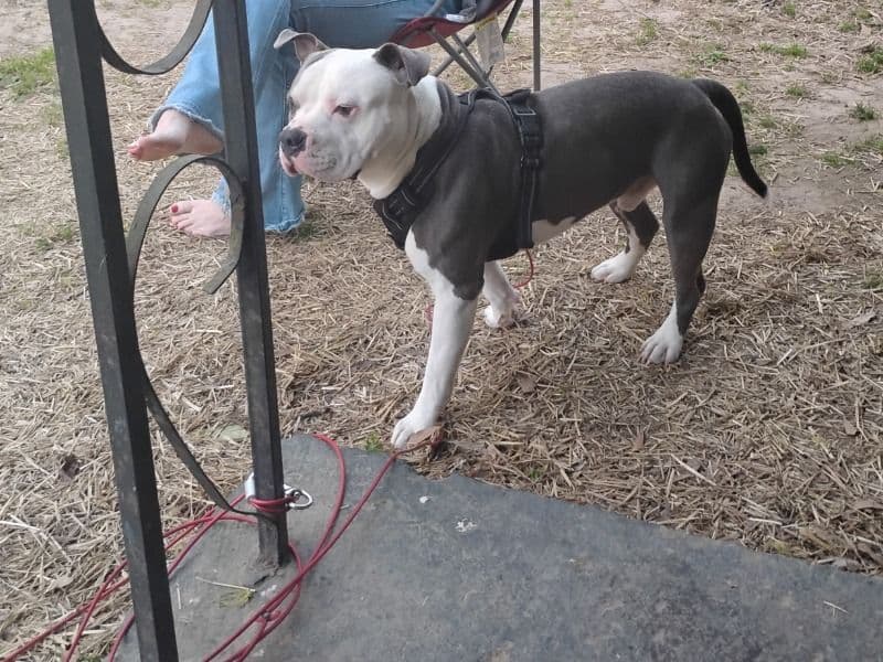 Blue nose Pitbull 2 years 2 months old male large named King Tuck for breeding in Gaston County, North Carolina | Petmeetly