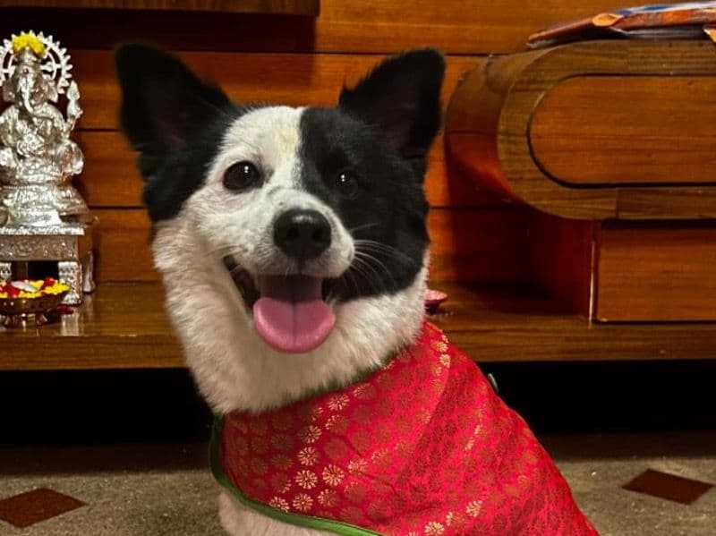 German Spitz 3 years 6 months old male small named Sam for breeding in Bangalore Division, Karnataka | Petmeetly