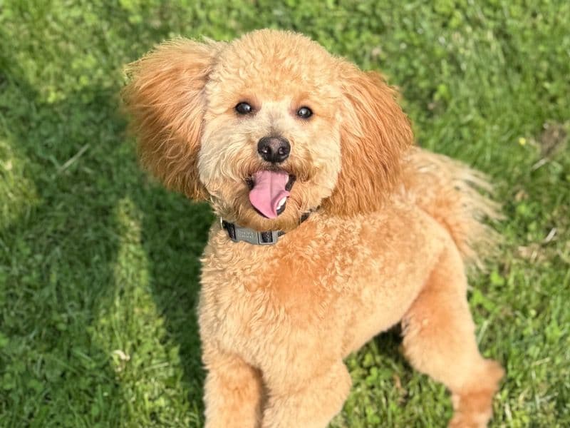 Mini Golden Doodle 1 year 3 months old male medium named Monty for breeding in Clinton County, Michigan | Petmeetly