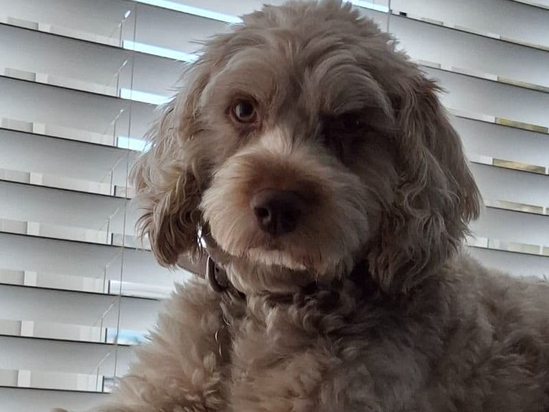 Cocker Spaniel 4 years 7 months old male medium named Jasper for breeding in Surrey, England | Petmeetly