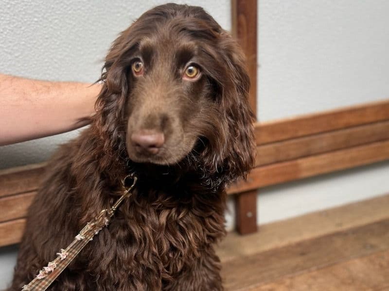 English Cocker Spaniel 1 year 8 months old male medium named Noah for breeding in Melbourne City, Victoria | Petmeetly