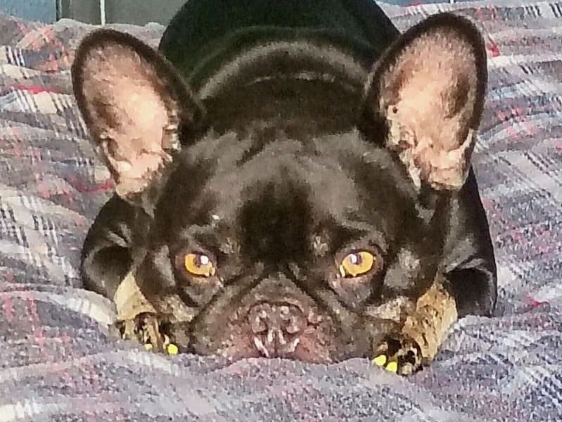 French Bulldog 2 years 2 months old female medium named Lily for breeding in Hillsborough County, Florida | Petmeetly
