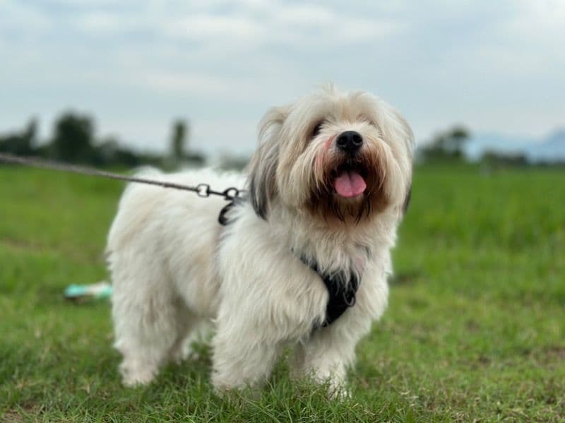 Lhasa Apso 2 years 7 months old male medium named Flash for breeding in Visakhapatnam, Andhra Pradesh | Petmeetly
